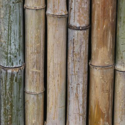 Bambus tøj hvorfor? 9 gode til at vælge bambus. Læs her: